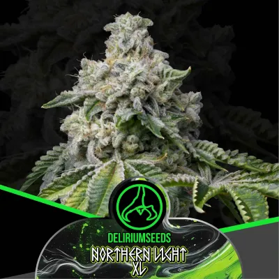 Northern Light XL Feminizada x2 – Delirium Seeds