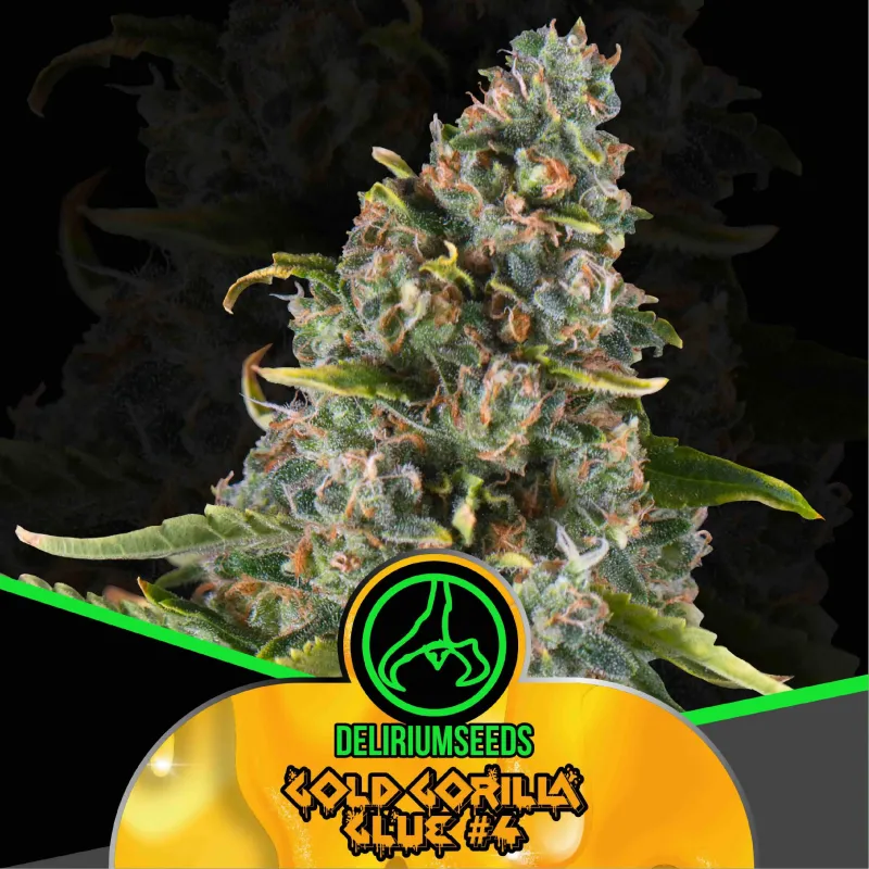 Gold Gorilla Glue #4 Fem X12 – Delirium Seeds