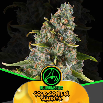 Gold Gorilla Glue #4 Fem X12 – Delirium Seeds