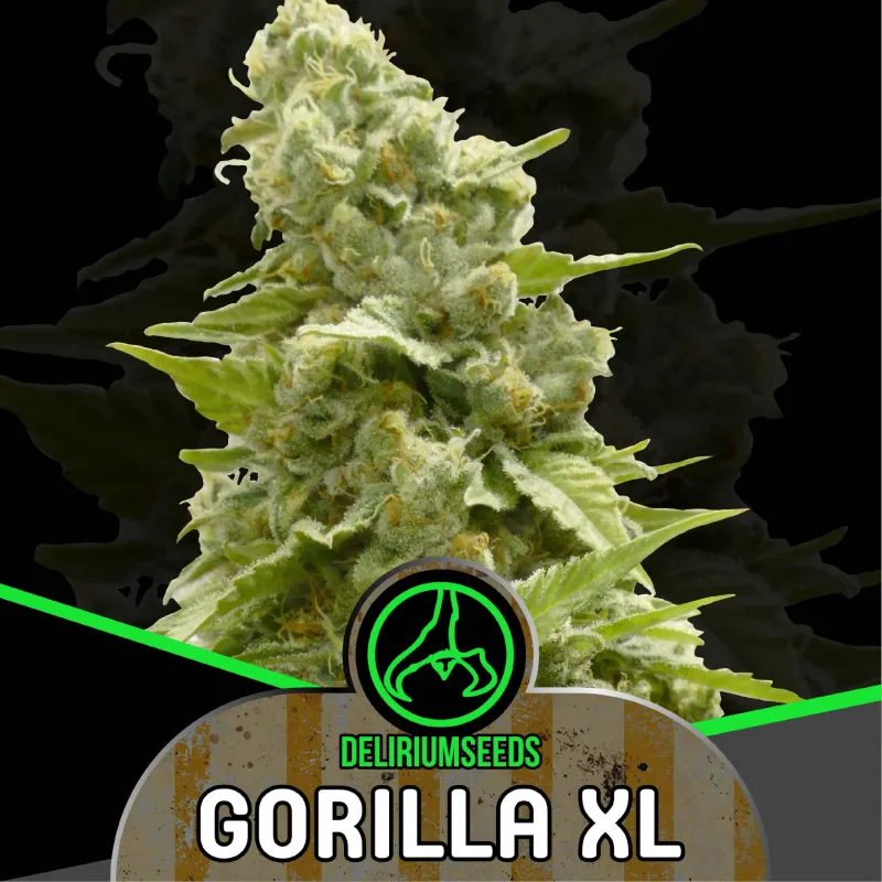 Gorilla XL Fem X2 – Delirium Seeds