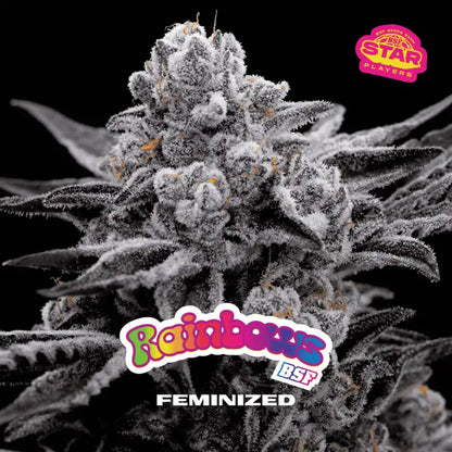 Rainbows Feminizada BSF Seeds x7