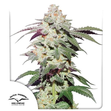 Skywalker Haze® Original Skywalker x Amsterdam Amnesia