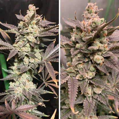 Skywalker Haze® Original Skywalker x Amsterdam Amnesia