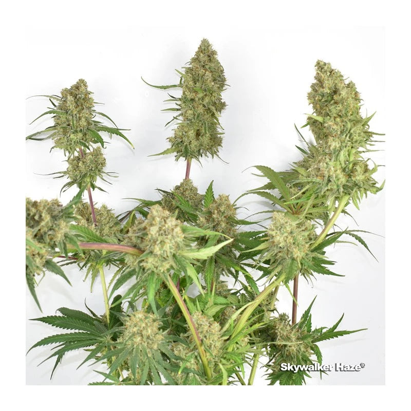 Skywalker Haze® Original Skywalker x Amsterdam Amnesia